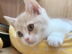 -山宅一喵德文卷毛猫舍