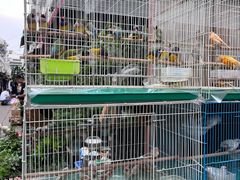 -苏州市皮市街花鸟工艺品市场