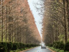 -黄海国家森林公园