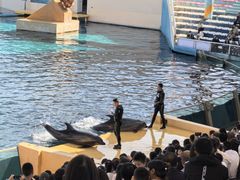 -秦皇岛乐岛海洋王国