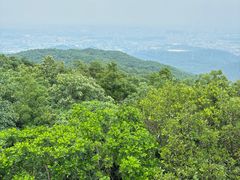 -东莞市大岭山森林公园