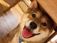 -柴务处·柴犬主题狗咖