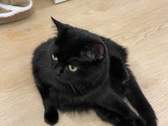 -有喵·猫咖·狗咖·30几只猫10只小狗(岗厦店)