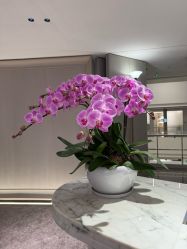 -广州美莱医疗美容医院