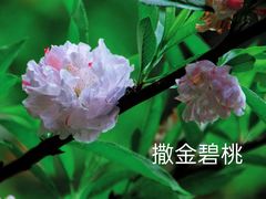 -中山公园