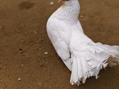 -呀路古热带植物园