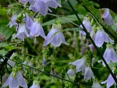 -峡谷浮石林景区