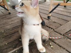 -Supine Bistro溯泮餐厅