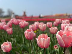 -杭州湾海上花田景区