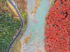-小芝红树林