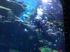 -暹罗海洋世界