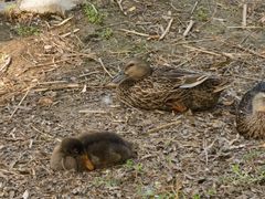 -永定河休闲森林公园