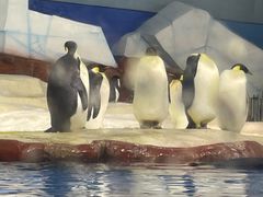 -海合安武汉极地海洋公园
