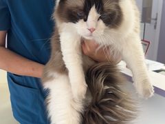 -A猫a狗全科·犬猫异宠·芥西宠物医院(南开总院)