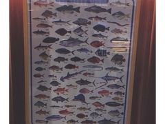 -深蓝金枪·深海鱼刺身(香洲店)