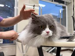 -北京观赏动物医院·24小时大型综合·猫专科·异宠专科