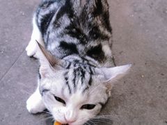 -飞行喵MR PILOT|猫舍·猫咖(静安大融城店)