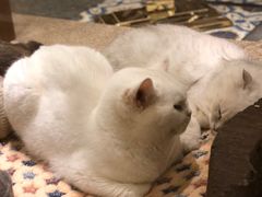 -more than meow吴止猫主题餐厅(承德 中船汇店)