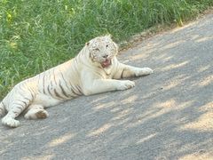 -大连森林动物园
