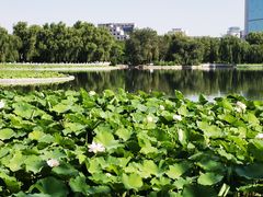 -莲花池公园