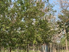 -大兴滨河森林公园