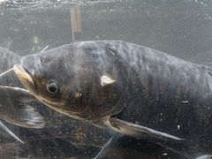 -上名堂·鱼头好吃(体育场路店)