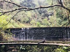 -云南屏边大围山国家公园