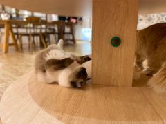 -猫小主咖啡·猫咖cat cafe(福田店)
