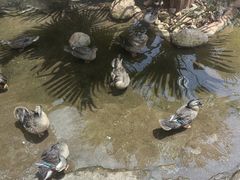 -海南热带野生动植物园