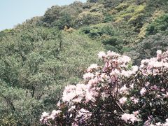 -梧桐山风景名胜区