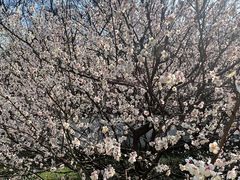 -杭州植物园