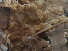 -OUR Bakery(SKP-S店)