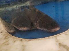 -香山湖渔家大院