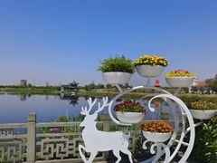 -杭州湾海上花田景区