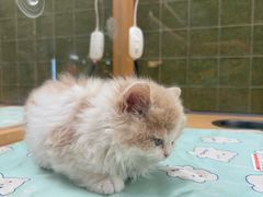 -帕帕拉兹宠物(亚洲旗舰店)