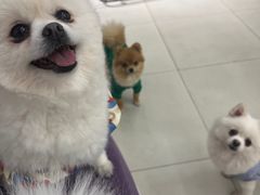 -怪兽屋·羊驼·猫咖·狗咖(俊华广场店)