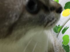 -纳吉亚猫专科动物诊疗中心(蒋宅口分院)