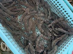 -大湾区中央湿地公园-十九涌