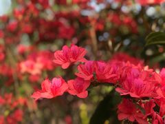 -南汇桃花村