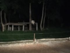 -清迈夜间动物园