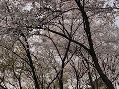 -红梅公园