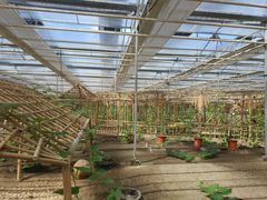 -上海都市菜园