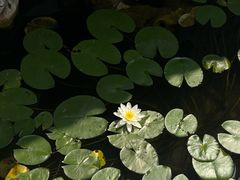 -丫丫蟹庄·苏式园林农家乐·阳澄湖大闸蟹(阳澄湖莲花岛店)