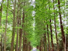 -上海滨江森林公园
