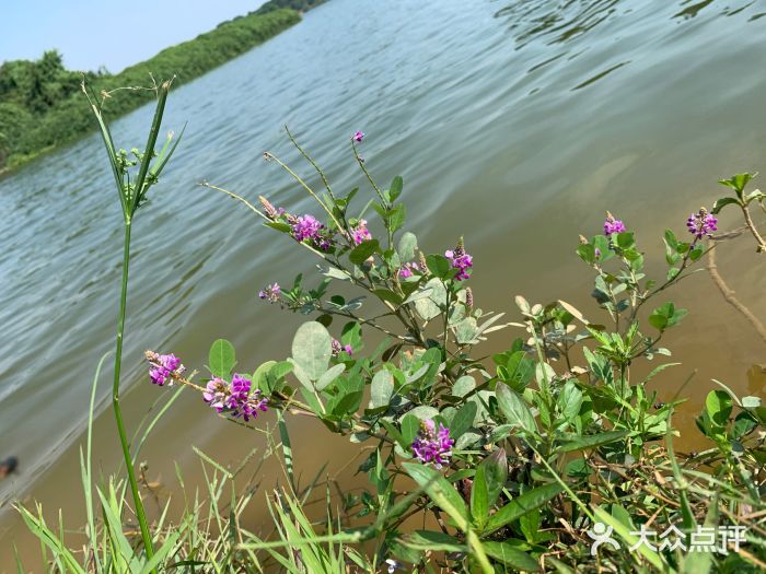 松山湖南湖湾露营营地图片
