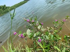 -松山湖南湖湾露营营地