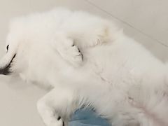 -共舞时光猫咖·狗咖(新街口店)