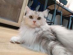 -Meowの猫咖(万家丽店)