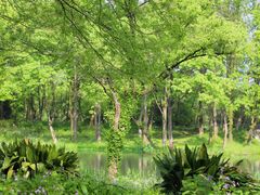 -西溪国家湿地公园