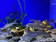 -上海海洋水族馆